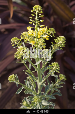 Ein Kopf von blühenden Zierpflanzen Kale. Stockfoto