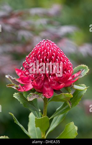 Eine große rote Waratah Blume in einer Gartenanlage. Stockfoto