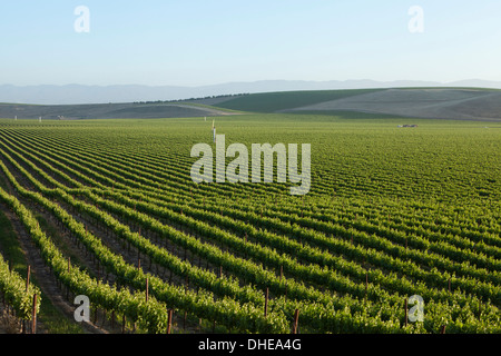 Kalifornischen Längstal Weingut im Frühjahr - San Luis Obispo County, Kalifornien USA Stockfoto