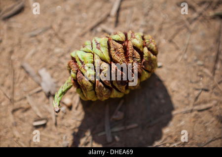 Giant Sequoia Kegel - Kalifornien USA Stockfoto