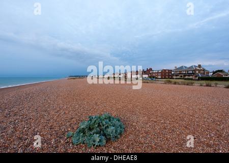 Viel Strand, Wide Angle Shot von Strand und großen wilden Kohl in den Schindel wächst, zeigt auch die Stadt und das Meer. Am frühen Morgen. Grauer Himmel. Stockfoto