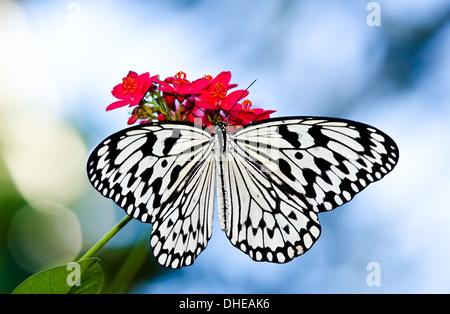 Papier-Drachen, Reispapier oder große Baumnymphe Schmetterling (Idee Leuconoe), einem großen, tropischen Schmetterling aus Südost-Asien Stockfoto
