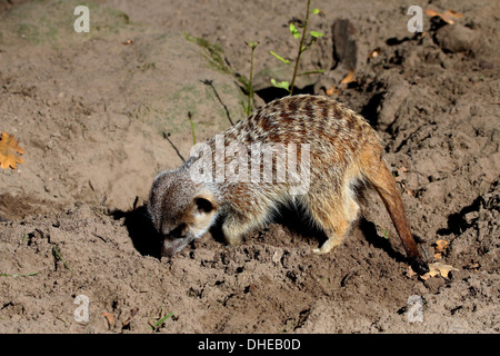 Afrikanische Erdmännchen (Suricata Suricatta) auf der Jagd nach Insekten Stockfoto