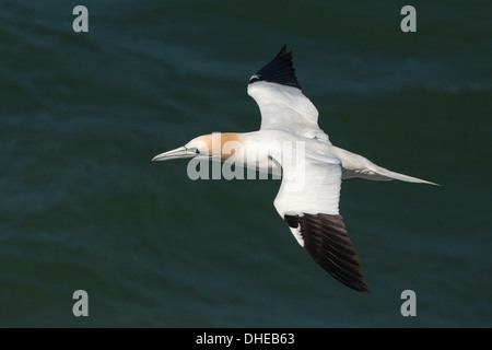 Basstölpel (Sula Bassana) im Flug, Vereinigtes Königreich, Europa Stockfoto