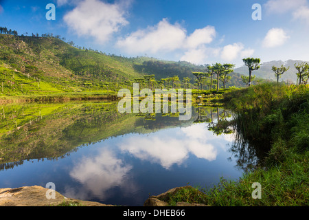 See bei Haputale, Nuwara Eliya-Distrikt, Sri Lanka Hill Country, Sri Lanka, Asien Stockfoto