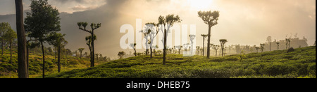 Sonnenaufgang über Tee-Plantagen, Haputale, Sri Lanka Hill Country, Sri Lanka, Asien Stockfoto