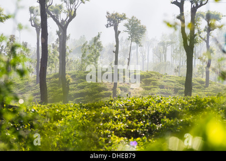 Sonnenaufgang am Tee-Plantagen, Hügelland Haputale, Sri Lanka, Nuwara Eliya Distrikt, Sri Lanka, Asien Stockfoto