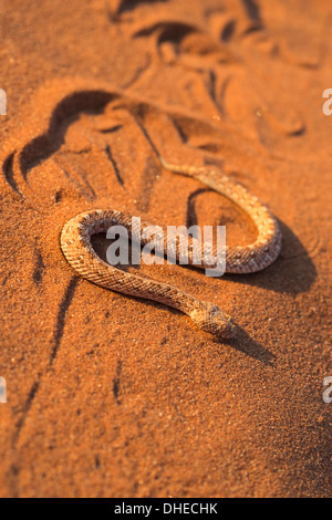 Peringuey Addierer (vorwärtsschlängelnden Adder) (Bitis Peringueyi) vorwärtsschlängelnden, Namib-Wüste, Namibia, Afrika Stockfoto