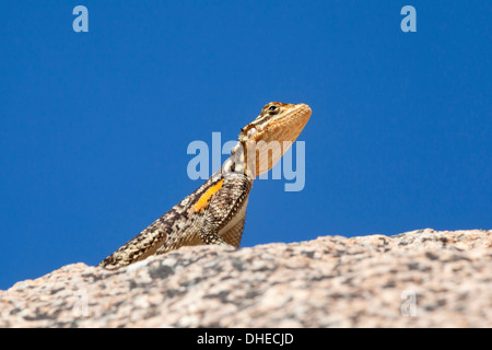 Namibische Rock Agama (Agama Planiceps), Damaraland, Namibia, Afrika Stockfoto