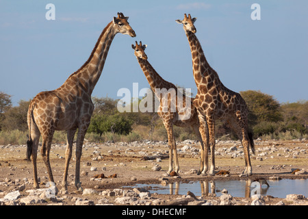 Giraffe (Giraffa Plancius) versammelten sich am Wasserloch, Etosha Nationalpark, Namibia, Afrika Stockfoto