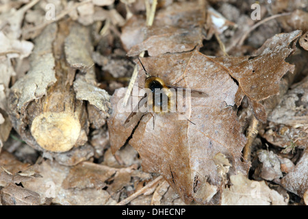 Bombylius große, große Biene-fly Stockfoto