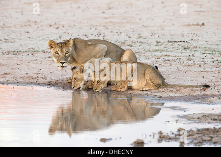 Löwin mit jungen (Panthera Leo) im Wasser, Kgalagadi Transfrontier Park, Südafrika, Afrika Stockfoto