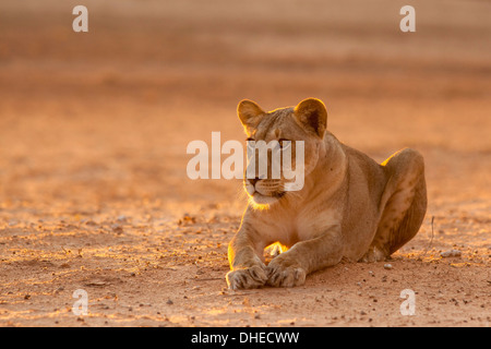 Löwin (Panthera Leo), Kgalagadi Transfrontier Park, Südafrika, Afrika Stockfoto