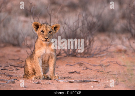 Löwenjunges (Panthera Leo), Kgalagadi Transfrontier Park, Südafrika, Afrika Stockfoto