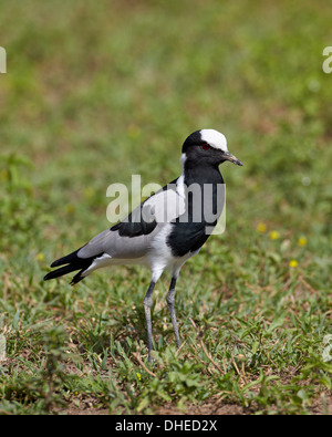 Schmied-Regenpfeifer (Schmied Kiebitz) (Vanellus Armatus), Ngorongoro Crater, Afrika, Tansania, Ostafrika Stockfoto