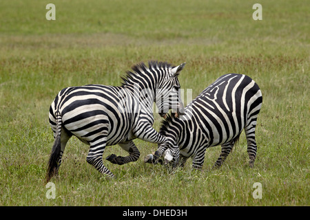 Zwei gemeinsame Zebra (Ebenen Zebra) (Burchell Zebra) (Equus Burchelli) kämpfen, Ngorongoro Crater, Afrika, Tansania, Ostafrika Stockfoto