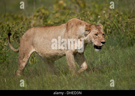 Löwin (Lion, Panthera Leo), Ngorongoro Crater, Afrika, Tansania, Ostafrika Stockfoto