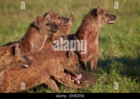 Gefleckte Hyäne oder Spotted zerbeissen (Crocuta Crocuta) an einen Kaffernbüffel Kill, Ngorongoro Crater, Tansania Stockfoto