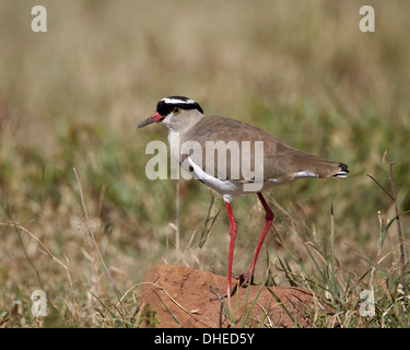 Regenpfeifer (gekrönte Kiebitz) gekrönt (Vanellus Coronatus), Ngorongoro Crater, Afrika, Tansania, Ostafrika Stockfoto