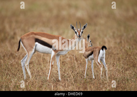 Thomson es Gazelle (Gazella Thomsonii) Mutter und jung, Ngorongoro Crater, Afrika, Tansania, Ostafrika Stockfoto