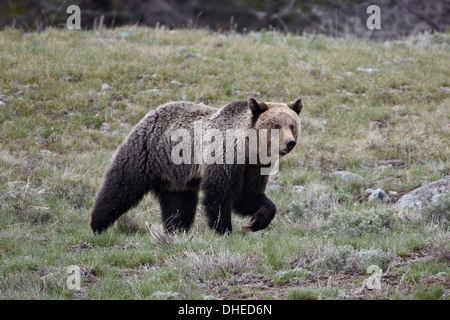 Grizzly Bär (Ursus Arctos Horribilis), Yellowstone-Nationalpark, Wyoming, Vereinigte Staaten von Amerika, Nordamerika Stockfoto