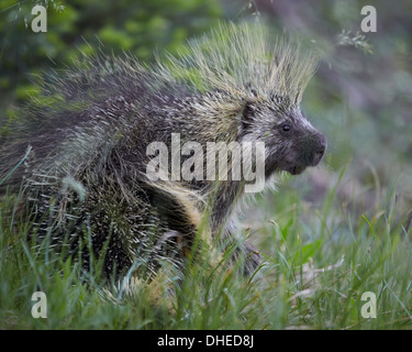 Stachelschwein (Erethizon Dorsatum), Medicine Bow National Forest, Wyoming, Vereinigte Staaten von Amerika, Nordamerika Stockfoto