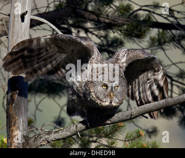 Große graue Eule (Bartkauz) (Strix Nebulosa) Erwachsenen verlassen einen Barsch, Yellowstone-Nationalpark, Wyoming, USA Stockfoto