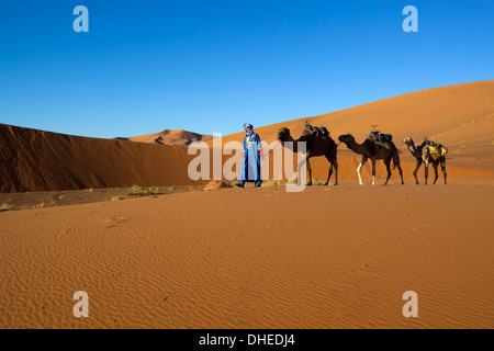 Marokkanisches Kamel Fahrer, Dünen von Erg Chebbi, Merzouga, Meknès-Tafilalet, Marokko, Nordafrika, Afrika Stockfoto