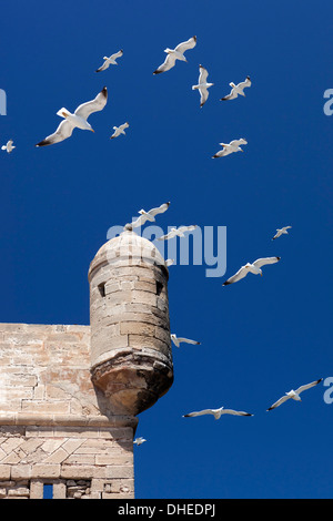 Möwen fliegen über dem Turm des alten Forts, Küste Essaouira, Atlantik, Marokko, Nordafrika, Afrika Stockfoto