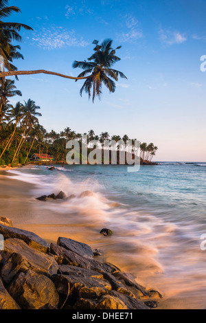 Palm Tree, Mirissa Beach, südlich von Sri Lanka, Sri Lanka, Asien Stockfoto