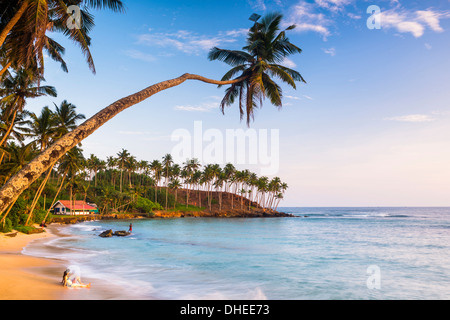 Palm Tree, Mirissa Beach, südlich von Sri Lanka, Sri Lanka, Asien Stockfoto