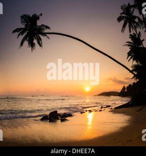 Palme im Sonnenuntergang auf tropischen Mirissa Beach, südlich von Sri Lanka, südlichen Provinz, Sri Lanka, Asien