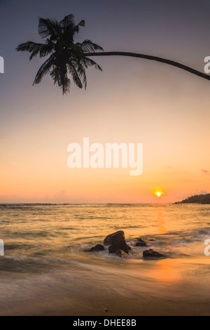 Palme im Sonnenuntergang auf tropischen Mirissa Beach, südlich von Sri Lanka, südlichen Provinz, Sri Lanka, Asien Stockfoto