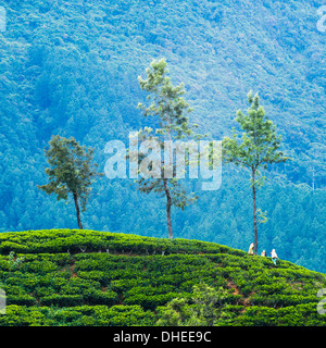 Tee-Pflückerinnen arbeiten bei einer Teeplantage in die Central Highlands, Nuwara Eliya Distrikt, Sri Lanka, Asien Stockfoto