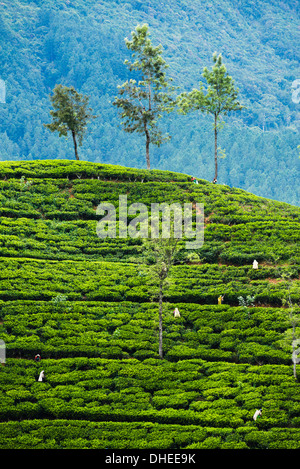 Tee-Pflückerinnen arbeiten bei einer Teeplantage in die Central Highlands, Nuwara Eliya Distrikt, Sri Lanka, Asien Stockfoto