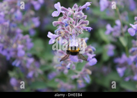 Eine Garten Biene sammelt Pollen von Gartenblumen auf einem Juli Sommerabend. Stockfoto