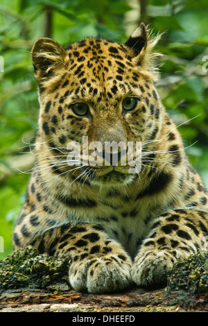 Amur-Leopard (Panthera Pardus Orientalis) Stockfoto