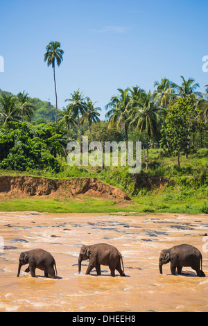 Drei Elefanten im Fluss Maha Oya in Pinnawala Elephant Orphanage in der Nähe von Kegalle im Hill Country von Sri Lanka, Asien Stockfoto