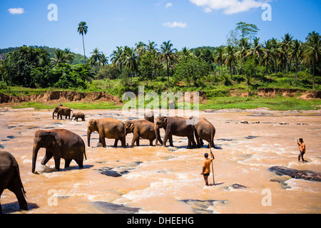 Pinnawala Elephant Orphanage, Elefanten und Mahouts im Maha Oya Fluss in der Nähe von Kegalle im Hill Country von Sri Lanka, Asien Stockfoto