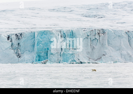 Erwachsenen Eisbär (Ursus Maritimus) in der Nähe von Gletscher Gesicht in Storfjord, Spitzbergen, Norwegen, Skandinavien, Europa Stockfoto