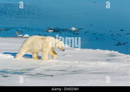 Junge Erwachsene Eisbär (Ursus Maritimus) auf Eis in Hinlopen Strait, Spitzbergen, Norwegen, Scandinaiva, Europa Stockfoto