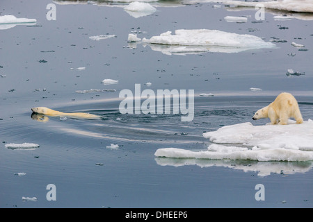 Mutter Eisbär (Ursus Maritimus) schwimmen mit Jungtier auf Eis in Olgastretet aus Barentsoya, Spitzbergen, Norwegen, Scandinavia Stockfoto