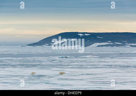 Mutter Eisbär (Ursus Maritimus) mit Cup des Jahres auf Eis in Hinlopen Strait, Spitzbergen, Norwegen, Skandinavien, Europa