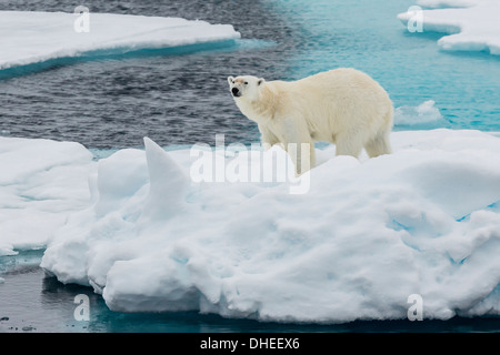 Junge Erwachsene Eisbär (Ursus Maritimus) auf Eis in Hinlopen Strait, Spitzbergen, Norwegen, Skandinavien, Europa Stockfoto