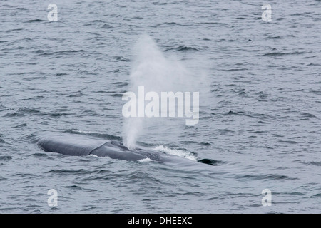 Erwachsener Blauwal (Balaenoptera Musculus) entlang dem Festlandsockel an der Westküste von Spitzbergen, Svalbard, Norwegen Stockfoto