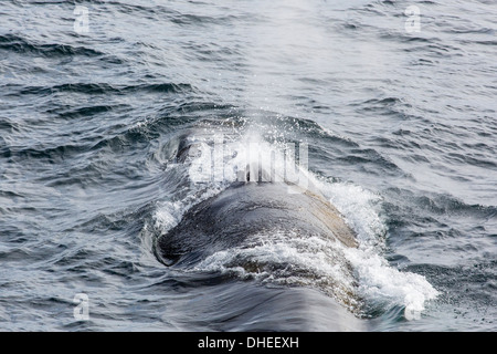 Erwachsenen Finnwal (Balaenoptera Physalus) auftauchen in der Nähe von Gosbergkilen, Spitzbergen, Svalbard, Norwegen, Skandinavien, Europa Stockfoto