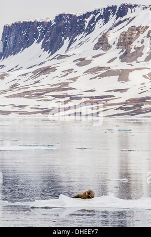 Atlantische Walross (Odobenus Rosmarus Rosmarus) holte auf Eis in der Nähe von Cape Fanshawe, Spitzbergen, Svalbard, Norwegen, Skandinavien Stockfoto