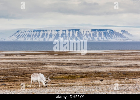 Erwachsenen Bull Svalbard Rentier (Rangifer Tarandus Platyrhynchus), bei Augustabreen, Nordaustlandet, Spitzbergen, Norwegen, Skandinavien Stockfoto