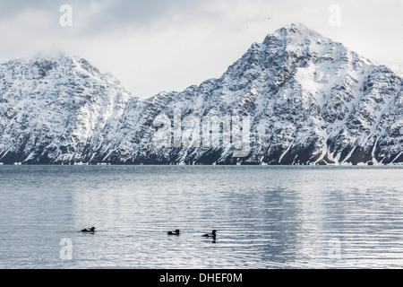 Erwachsene schwarz Trottellummen (Cepphus Grylle) bei Signehamna, Krossfjord, Spitzbergen, Norwegen, Skandinavien, Europa Stockfoto