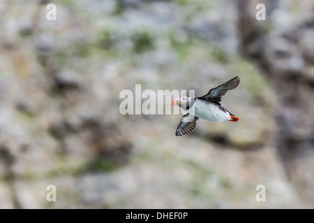 Papageitaucher (Fratercula Arctica), die Flucht auf Bjornoya, Spitzbergen, Norwegen. Skandinavien, Europa Stockfoto